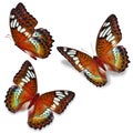 Three orange butterfly Royalty Free Stock Photo