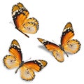 Three orange butterfly Royalty Free Stock Photo