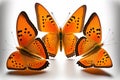 Three orange butterfly  on white background Royalty Free Stock Photo