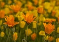 Three Orange California poppies