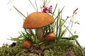 Three orange-cap boletus . Forest mushrooms, moss and grass isolated on a white background.