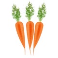 Three Orange carrots