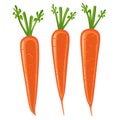 Three Orange Carrots with Green Tops on White Background Keywords: carrots, orange, root Royalty Free Stock Photo