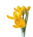 Three orange crocus flowers. Royalty Free Stock Photo