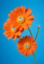 three orange gerbera daisy flowers against a blue background Royalty Free Stock Photo