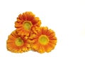 Three orange gerbera flowers Royalty Free Stock Photo