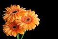 Three orange gerbera flowers Royalty Free Stock Photo