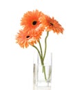 Three orange gerberas