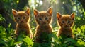 Three orange kittens sitting in the grass Royalty Free Stock Photo