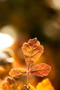 Three Orange Leaves Royalty Free Stock Photo