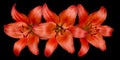 Three orange lilies on black background Royalty Free Stock Photo