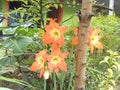 Three orange lilies blooming on the tree in the garden beside the house