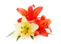 Three orange lilies Royalty Free Stock Photo