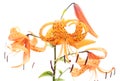 Three orange lilies Royalty Free Stock Photo