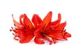 Three orange lilies Royalty Free Stock Photo