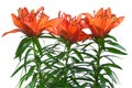 Three orange lilies Royalty Free Stock Photo