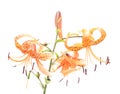 Three orange lilies Royalty Free Stock Photo