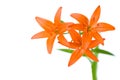 Three orange lily flowers