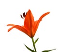 Three orange lily flowers Royalty Free Stock Photo