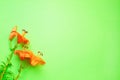 Three orange lily flowers on green background. Royalty Free Stock Photo