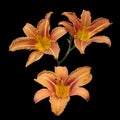 Three orange lily flowers isolated on black background Royalty Free Stock Photo