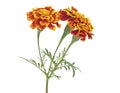 Three orange marigold flowers isolated on white background. Tagetes erecta Royalty Free Stock Photo