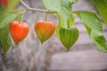 Three orange physalis berries on a blurred background Royalty Free Stock Photo