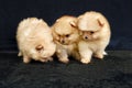 Three orange pomeranian spitz puppies sitting on a black background Royalty Free Stock Photo