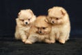 Three orange pomeranian spitz puppies sitting on a black background