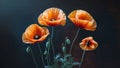 Three Orange Poppies Dark Background Botanical Beauty Royalty Free Stock Photo