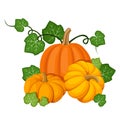 Three orange pumpkins. Royalty Free Stock Photo