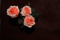 Three orange roses on a dark background Royalty Free Stock Photo