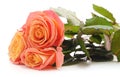 Three orange roses Royalty Free Stock Photo