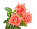 Three orange roses Royalty Free Stock Photo