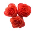 Three orange roses. Royalty Free Stock Photo