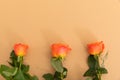 Three orange roses lying separately from bottom on orange background