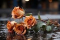 three orange roses sitting on the ground in the rain Royalty Free Stock Photo