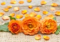 Three orange roses on table Royalty Free Stock Photo