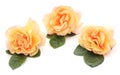 Three orange roses. Royalty Free Stock Photo