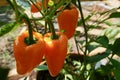 Three Orange Sweet Bell Peppers in the Garden. Royalty Free Stock Photo