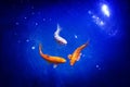Three orange and white koi carp fishes on blue sea background closeup, goldfish swims in pond at night, moonlight glow shiny stars