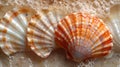 Three Orange and White Seashells Resting on a Sandy Surface. Close-up View, Nature Inspired Decor. Ideal for Beach