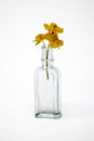 Three Orange Wildflowers in Old Glass Bottle