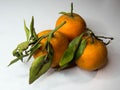 Three Oranges with white Background Royalty Free Stock Photo