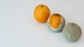 Three oranges in various stages of decomposing. Illustrating decomposition process. Royalty Free Stock Photo