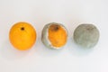 Three oranges in various stages of decomposition. Overhead shot on white background. Royalty Free Stock Photo