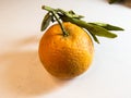 Three Oranges with white Background Royalty Free Stock Photo