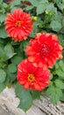 Three orangey red dahlia heads Royalty Free Stock Photo