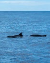 three orca whales swimming in the blue ocean near the shore Royalty Free Stock Photo