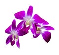 Three orchid flowers